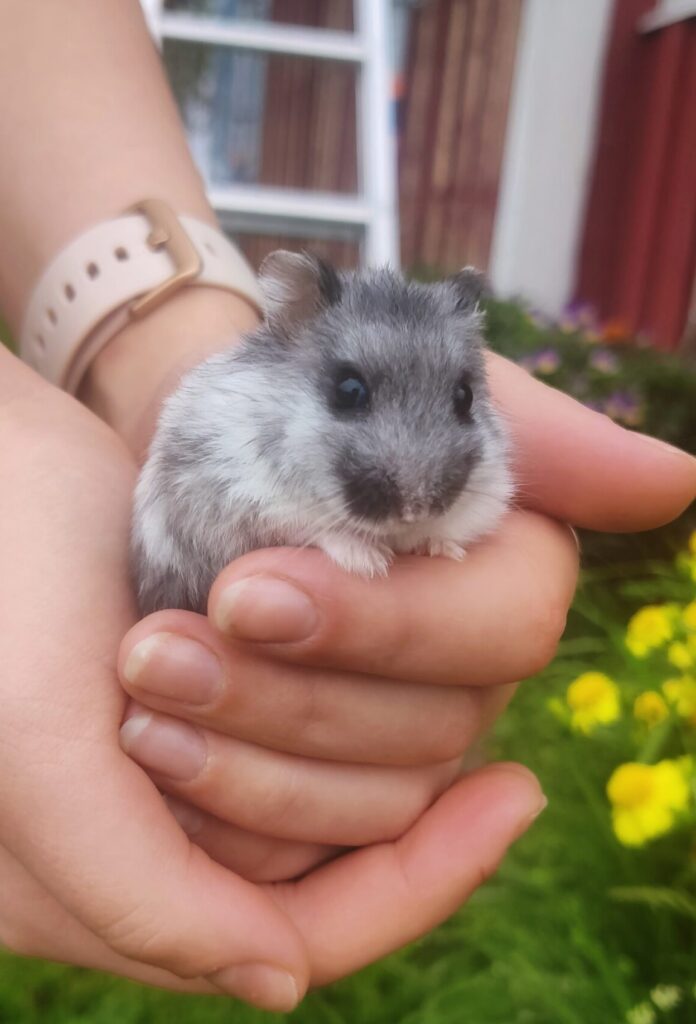 En söt hamster som får hembesök av veterinär. Hamstern hålls i händerna i en trygg miljö utomhus