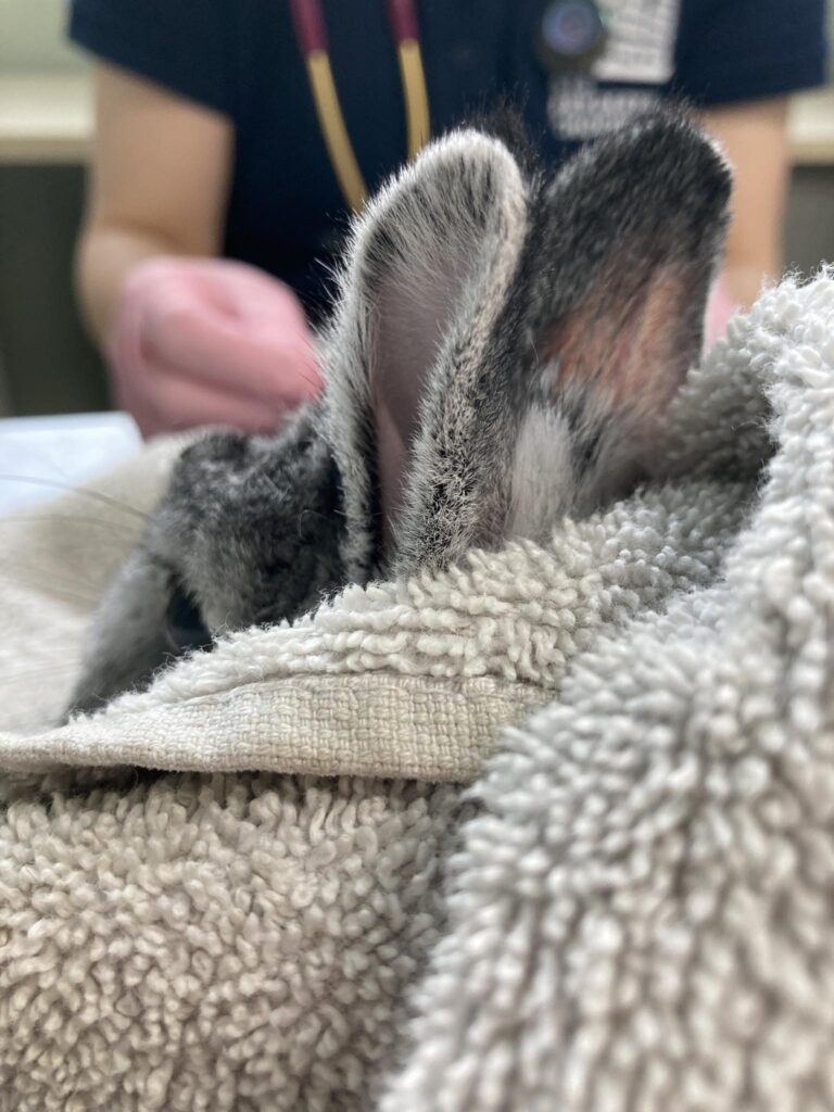 En kanin undersöks noggrant av en veterinär för exotiska djur på UmeVet djurklinik i Umeå