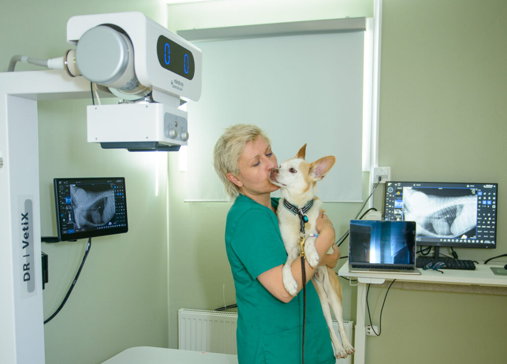 Akut veterinär på UmeVet i Umeå tar hand om skadad hund