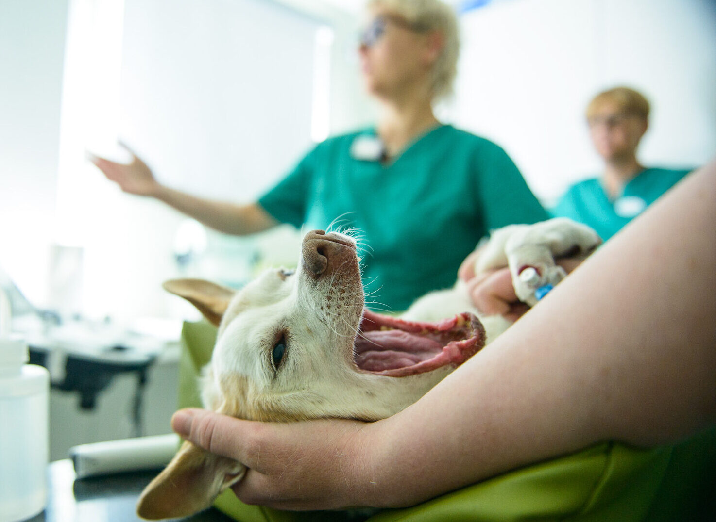 professionell tandrengöring hund och katt