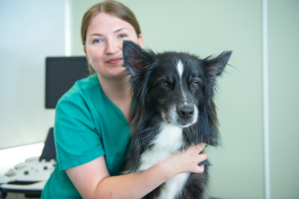 Vår personal på UmeVet tillsammans med en hund inför en ögonundersökning