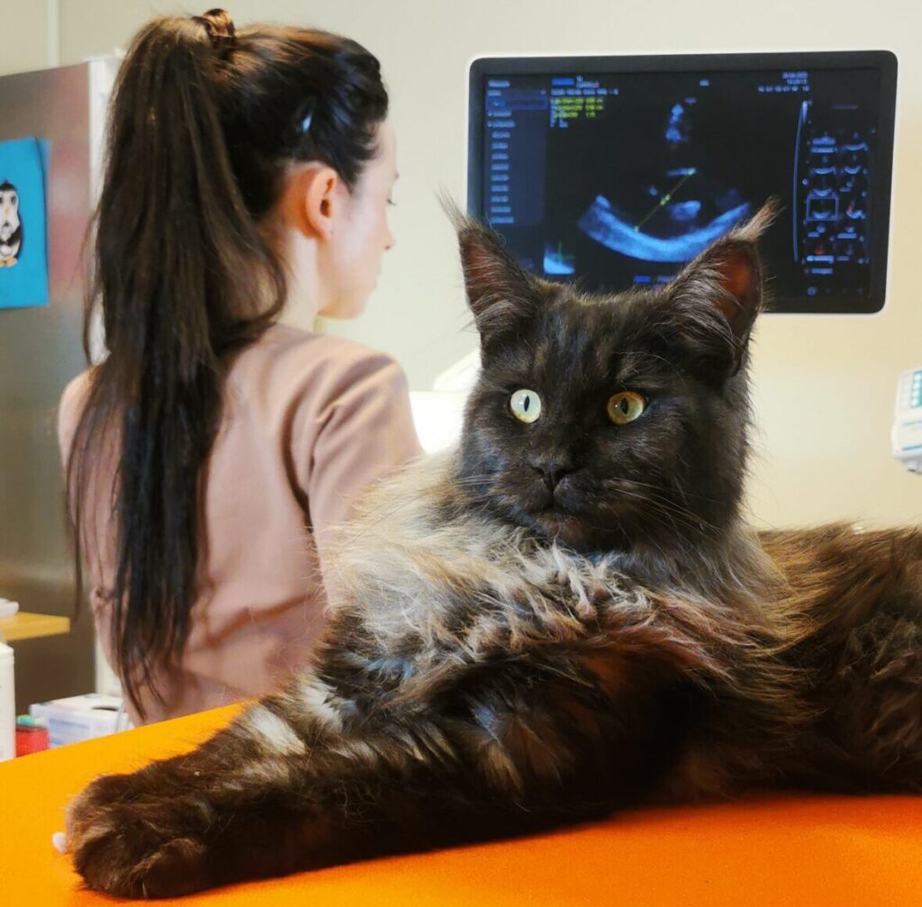 Boka en hjärtundersökning för hund och katt i Umeå den 19–21 januari 2027